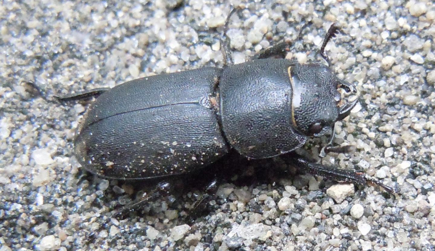 Dorcus parallelipipedus femmina, Lucanidae